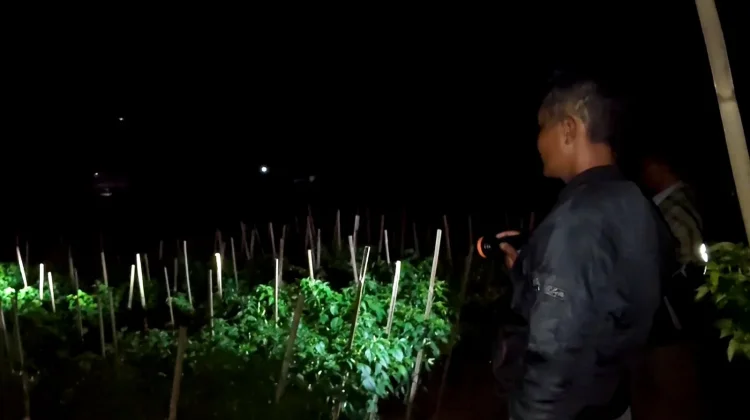 Harga Cabai Melambung, Petani di Banjarnegara Jaga Kebun Tiap Malam