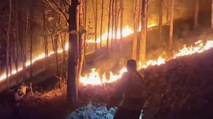 Lahan Jati di Ajibarang Terbakar