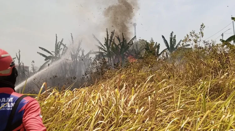 Damkar Brebes Tangani 145 Kebakaran, Mayoritas Kebakaran Lahan