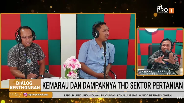 Kemarau Berdampak pada Luas Tanam Padi di Banyumas