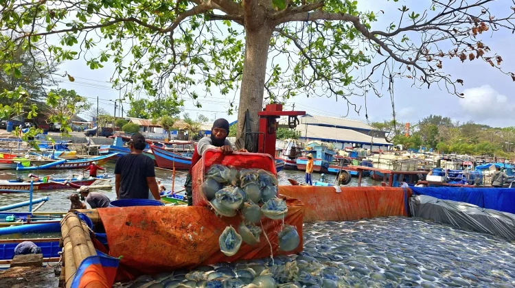 Nelayan Cilacap Panen Ubur-Ubur, Berkah di Musim Kemarau