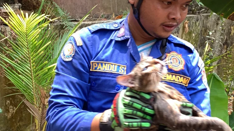 Damkar Kroya Evakuasi Kucing Terjebak di Sumur Sedalam 6 Meter