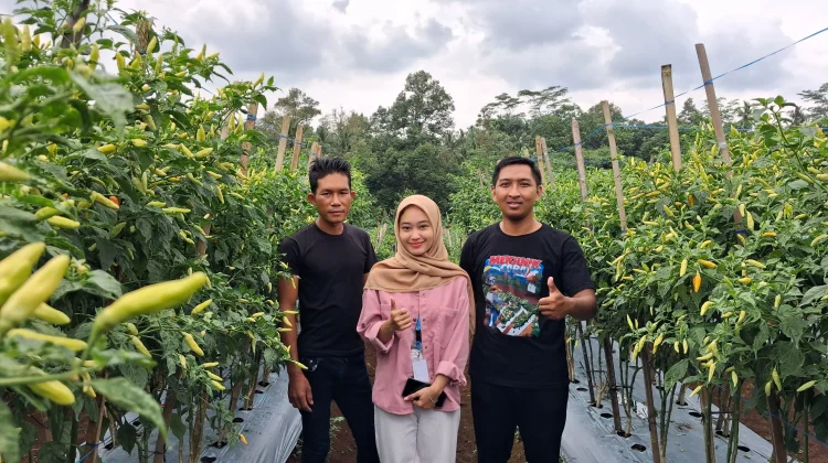 Hadapi Kemarau Panjang, Petani Milenial Banyumas Jaga Produktivitas Cabai