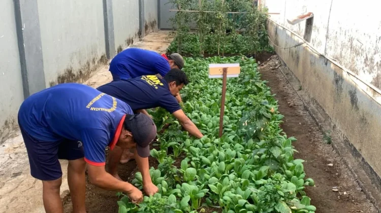 Rutan Kelas IIB Banyumas Konsisten Rawat Program Ketahanan Pangan