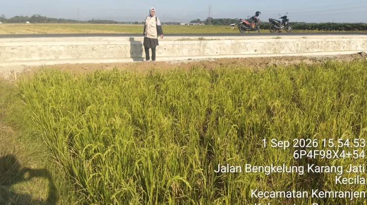 157 Hektare Lahan Pertanian di Kemranjen Terdampak Kekeringan