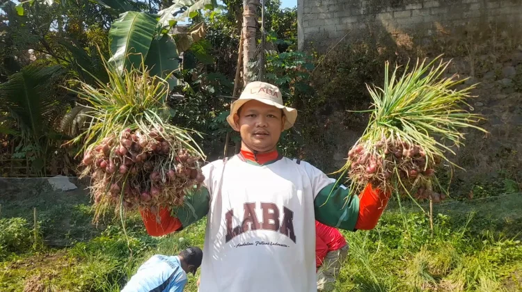 Musim Kemarau, Petani Banjarnegara Raup Rp 40 Juta dari Bawang Merah