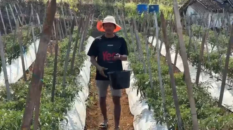 Dampak Musim Kemarau, Petani Cabai di Banjarnegara Terancam Gagal Panen