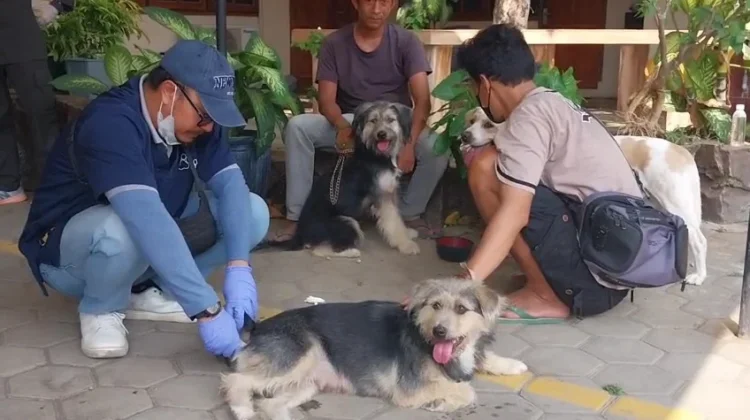 800 Hewan Kesayangan di Cilacap Dapat Vaksin Rabies Gratis