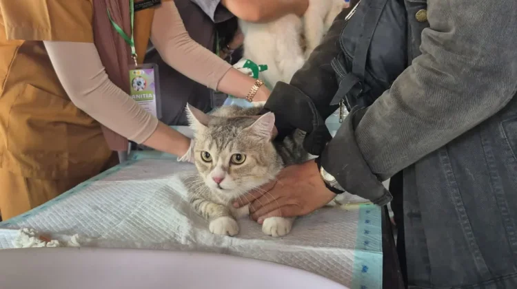 Jaga Banyumas Bebas Rabies, Dinpertan Gelar Vaksinasi Hewan Gratis