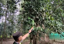 Petir Sambari Pohon Melinjo di Klirong, Ternak Warga Ikut Terdampak
