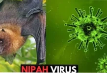 Dinkes Pastikan Banyumas Nihil Kasus Virus Nipah