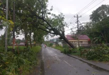 Hujan Deras Disertai Angin Kencang Terjang Banyumas: Pohon Tumbang, Akses Lumpuh