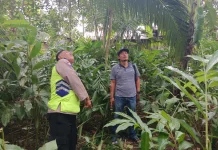 Warga Bobotsari Meninggal Dunia Jatuh dari Pohon Kelapa