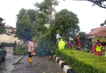 Tim SAR Gabungan Evakuasi Pohon Tumbang di Slawi dan Pangkah