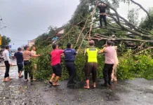 Polsek Bobotsari Bantu Evakuasi Pohon Tumbang akibat Angin Kencang