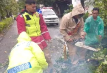 Polres Tegal Tangani Pohon Tumbang di Slawi