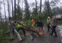 Polsek Karangreja Bersama Warga Evakuasi Pohon Tumbang di Desa Jingkang