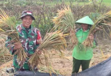 Tidak Lagi Susah Bawa Hasil Panen, Senyum Petani di Atas Jalan Baru