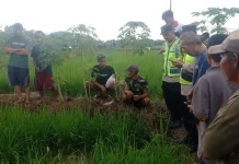 Petani di Kemangkon Ditemukan Meninggal di Sawah