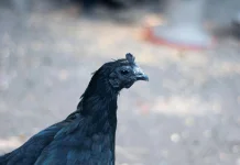 Cemani si Ayam unik dari Kedu