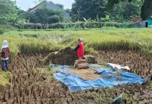 Srikandi Cikuya Tak Lagi Cemas, Panen Raya Lancar Berkat Jalan Baru