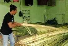 Lebaran 2026: Omzet Agen Janur di Banyumas Melejit 300 Persen!