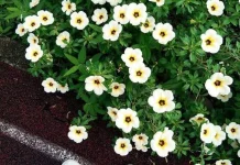 Mengenal Grounding,  Terapi Alternatif Kesehatan Fisik dan Jiwa