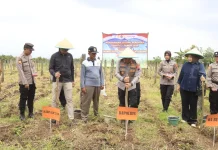 Polres Tegal Dukung Swasembada Pangan, Kapolres Pimpin Penanaman Jagung Serentak