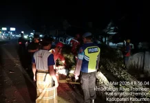 Pohon Lapuk Tumbang di Prembun, Kabel Terseret Lukai Pengendara