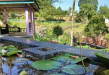 Taman Teratai Jadi Daya Tarik Baru Lokawisata Baturraden