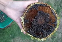 Ekstrak Biji Bunga Matahari Berpotensi Bantu Turunkan Berat Badan