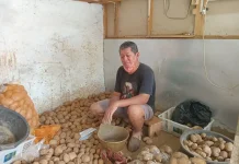Harga Kentang Grade A Alami Tren Penurunan Pasca Lebaran