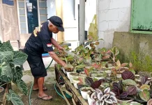 Bekal Ilmu Perantauan, Pria di Banyumas Sukses Raup Cuan dari Tanaman Hias.