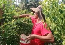 Petani Cabai Banjarnegara Nikmati Panen Raya Ditengah Harga Melambung