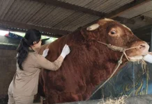 Dinpertan Banyumas Pastikan Kesehatan Ternak jelang Idul Adha 2026
