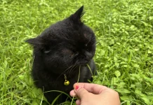Kucing Makan Rumput, Apakah Tanda Sakit?