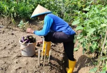 Dari Balik Jeruji ke Lahan Produktif, WBP Rutan Banyumas Panen Terung