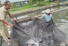 UPTD Budidaya dan Pemasaran Hasil Ikan Purbalingga Optimalkan Pemasaran