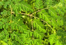 Kelor, Antioksidan Alami yang Dijuluki Superfood