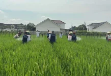 El Nino Menguji Ketahanan Pertanian Banyumas