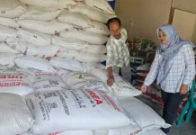 Ketersedian Pupuk dan Digitalisasi Distribusi Angkat Produktivitas Petani Cila