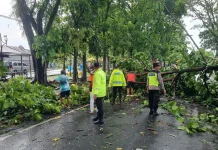 Respons Cepat Polsek Purbalingga Bantu Evakuasi Dua Pohon Tumbang