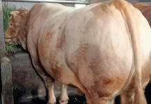 Sapi Jumbo 1,08 Ton Milik Petani Banjarnegara Jadi Hewan Kurban Bantuan Presiden