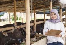 Menjelang Idul Adha, Simak Syarat Sah Hewan Kurban Menurut Ketentuan BAZNAS
