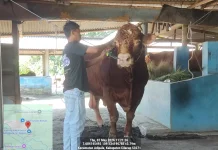 Sapi Seberat 1 Ton Lebih Asal Bunton Jadi Hewan Kurban Presiden Prabowo di Cilacap