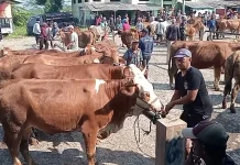 Menjelang Iduladha, Harga Sapi Kurban di Banjarnegara Naik hingga Rp 5 Juta per Ekor