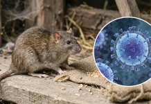 Belum Ada Vaksin Hantavirus, Upaya Pencegahan Jadi Kunci