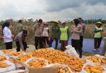 Polres Purbalingga Panen Raya Jagung Serentak Kuartal II di Kertanegara
