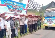 Panen Raya Jagung di Banjarnegara, Harga Stabil Bikin Petani Kembali Semangat