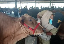 Pemkab Banjarnegara Intensifkan Pemeriksaan Kesehatan Hewan Kurban